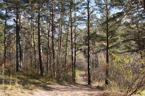 path in the forest