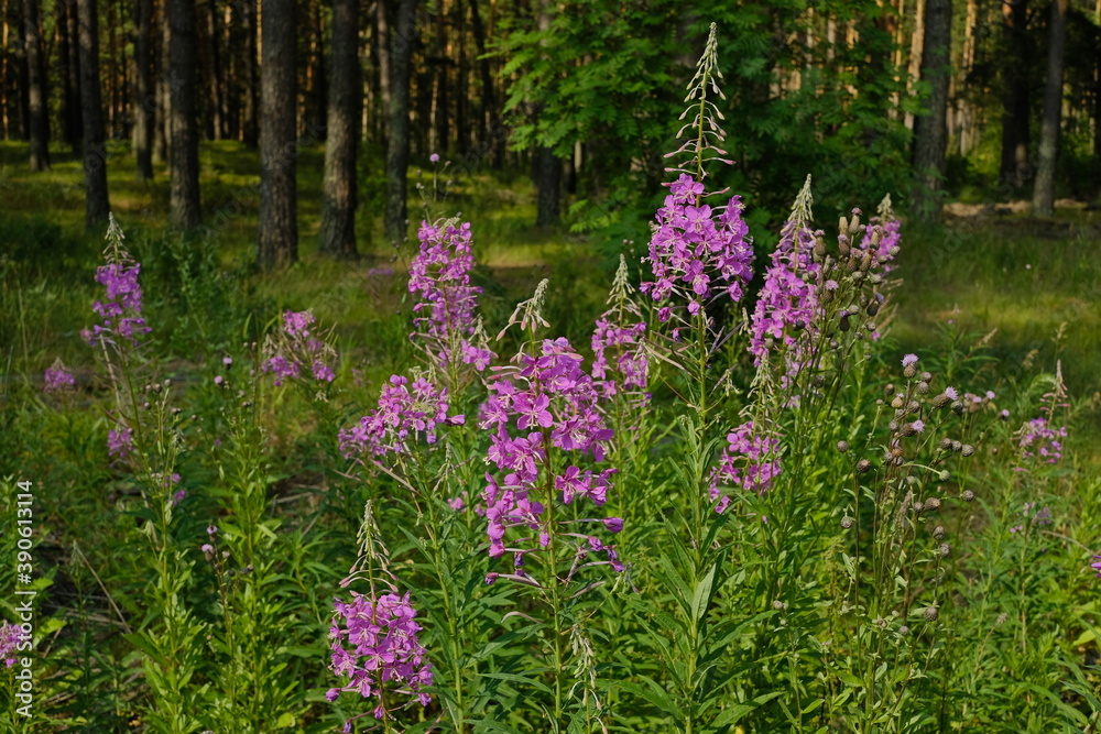 Fototapeta premium Medicinal plant with pink flowers in the forest in a sunny meadow