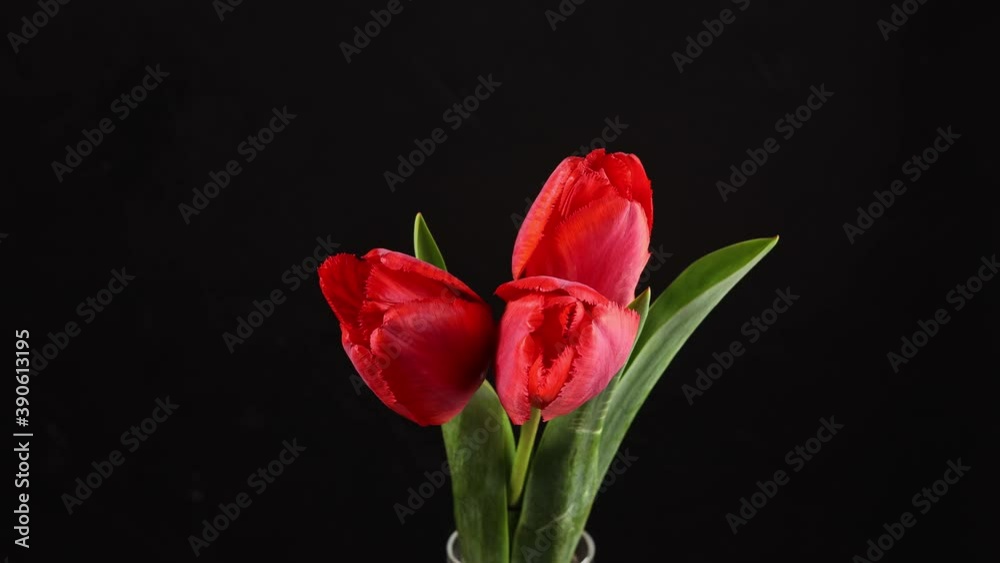 Tulips. Timelapse of bright red striped colorful tulips flower blooming top view on black background. Holiday bouquet. 4K video Tulips. Timelapse of bright red striped colorful tulips flower blooming top view on black background. Holiday bouquet. 4K video
