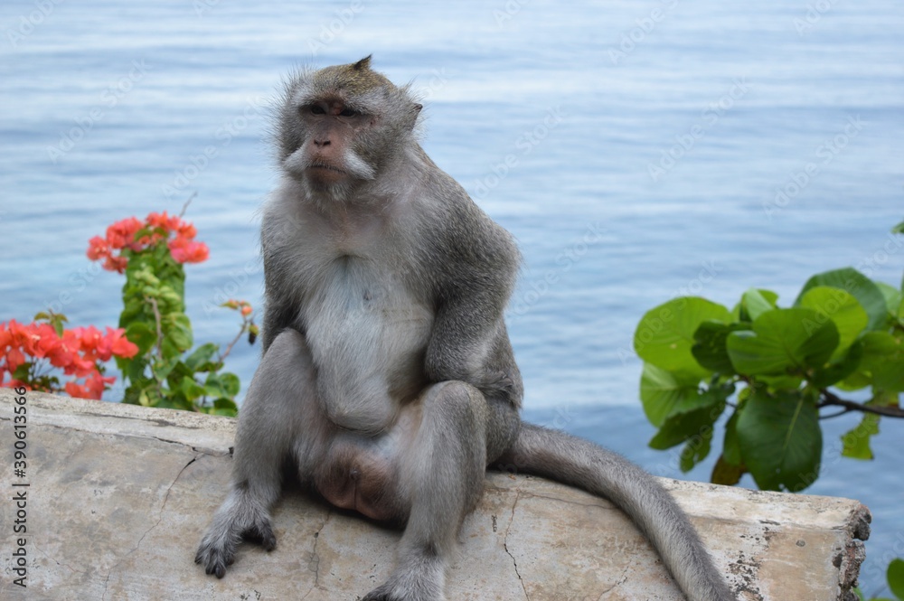 wild monkey at Balinese temple Indonesia