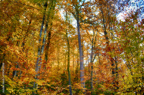 Collection of Beautiful Colorful Autumn Leaves green  yellow  orange  red HDR