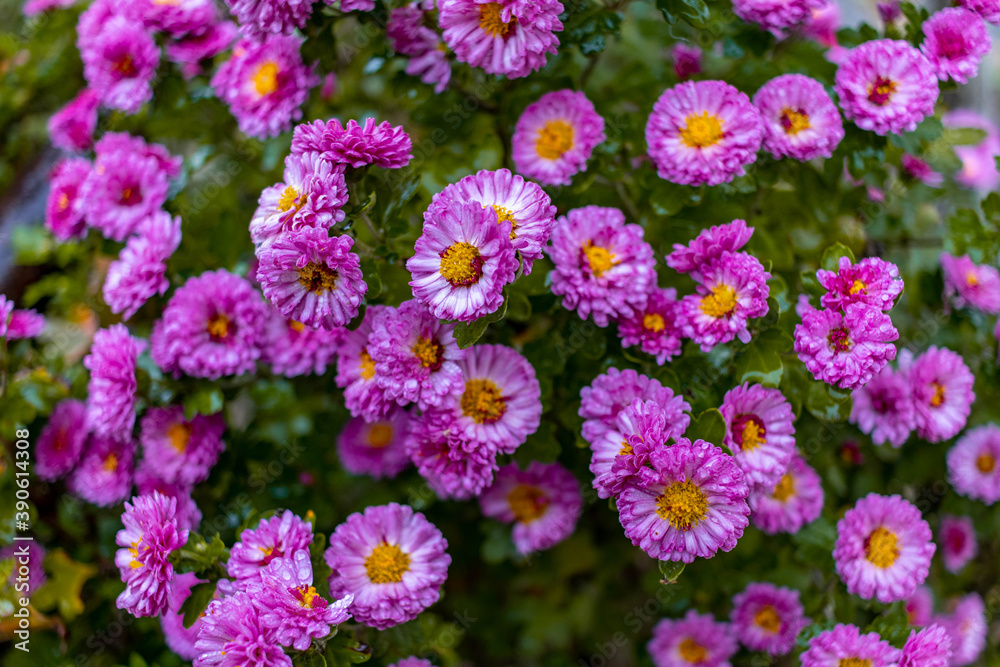 Purple flowers after autumn rain Purple flowers after autumn rain