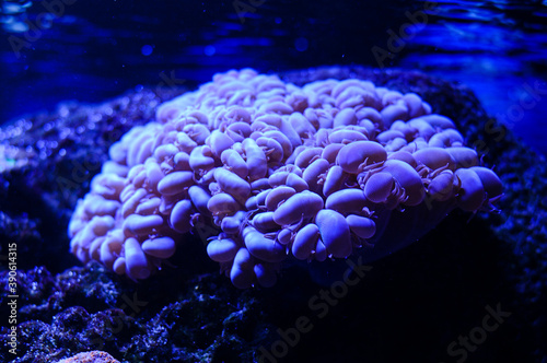 a kind of coral in an ocean aquarium

