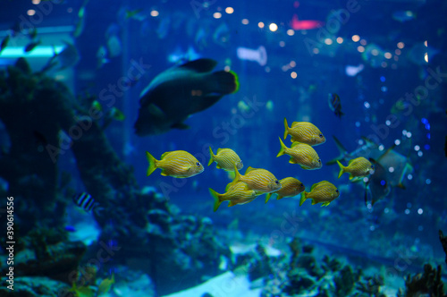 oceanic aquarium with a flock of yellow fish in the frame 