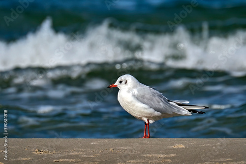 Lachmöwe ( Chroicocephalus ridibundus ).