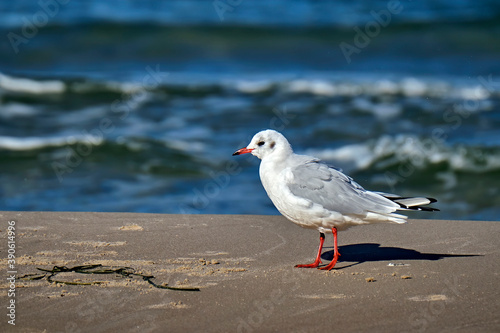 Lachmöwe ( Chroicocephalus ridibundus ).