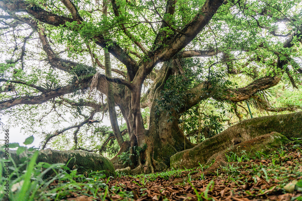 Tree in the forest Tree in the forest