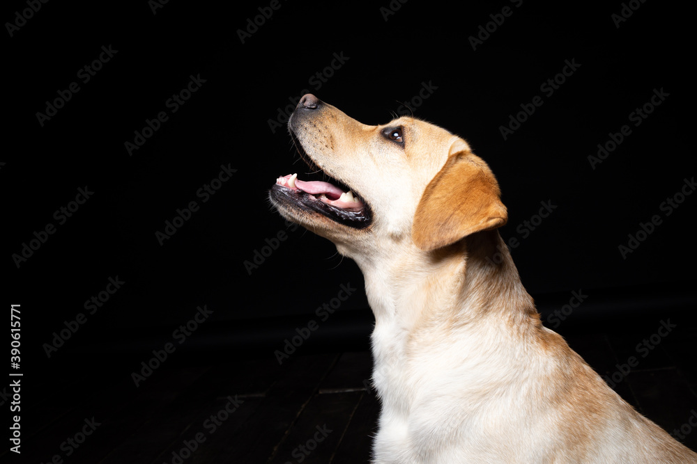 Portrait of a Labrador Retriever dog on an isolated black background. Portrait of a Labrador Retriever dog on an isolated black background.