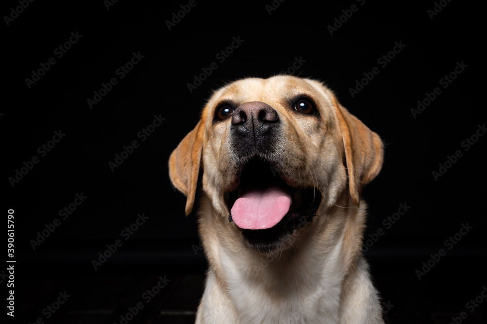 Portrait of a Labrador Retriever dog on an isolated black background. Portrait of a Labrador Retriever dog on an isolated black background.