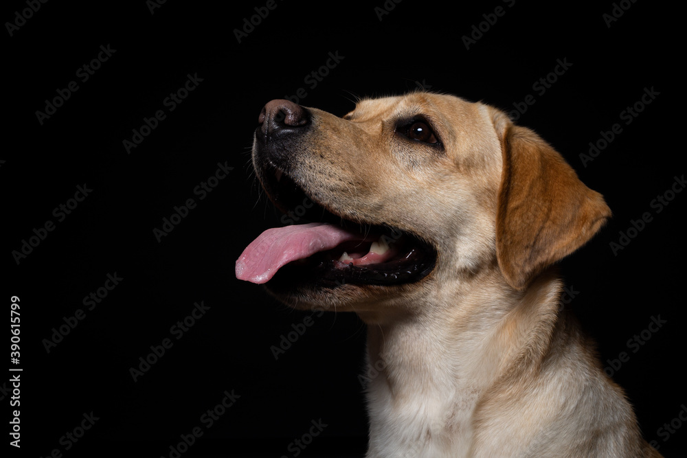 Portrait of a Labrador Retriever dog on an isolated black background. Portrait of a Labrador Retriever dog on an isolated black background.