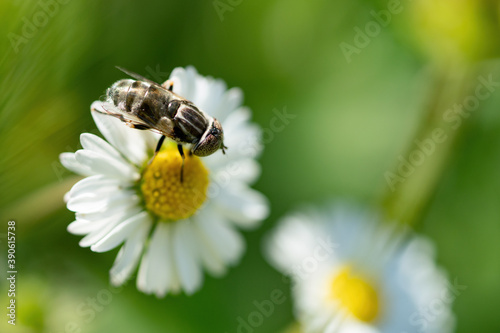 Flying insect taking off from a daisy flower in garden © NDABCREATIVITY