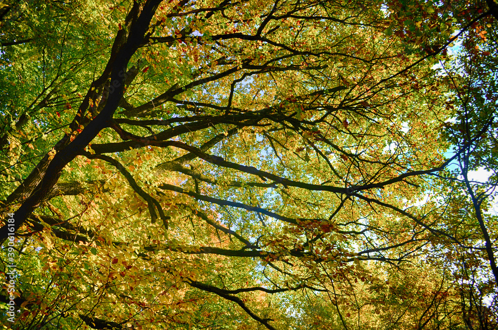 Collection of Beautiful Colorful Autumn Leaves green, yellow, orange, red HDR Collection of Beautiful Colorful Autumn Leaves green, yellow, orange, red HDR