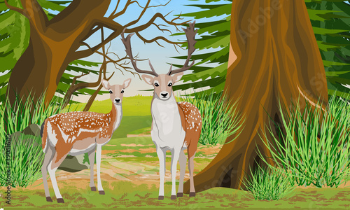 A pair of European fallow deer in a fir forest. Male and female fallow deer. Mammal animal of Europe and America. Noble deer. Realistic vector 