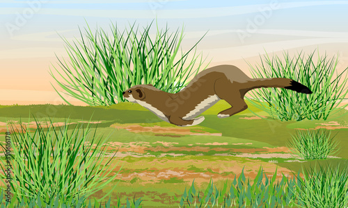 Summer brown ermine runs through a meadow among tall grass. Wild animals of the arctic. Mustela erminea. Realistic vector landscape