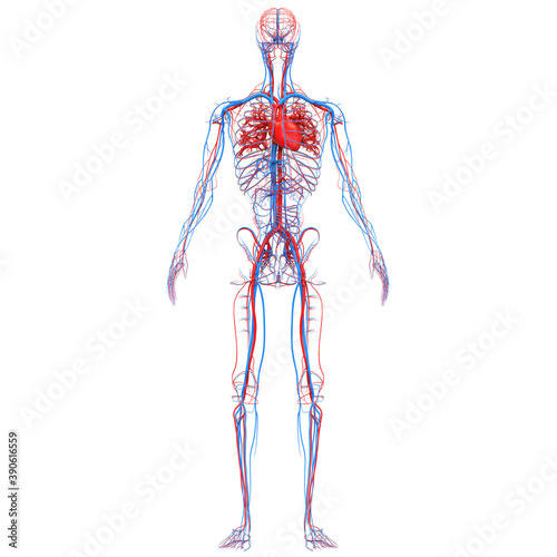 Human Circulatory System Heart Anatomy photo