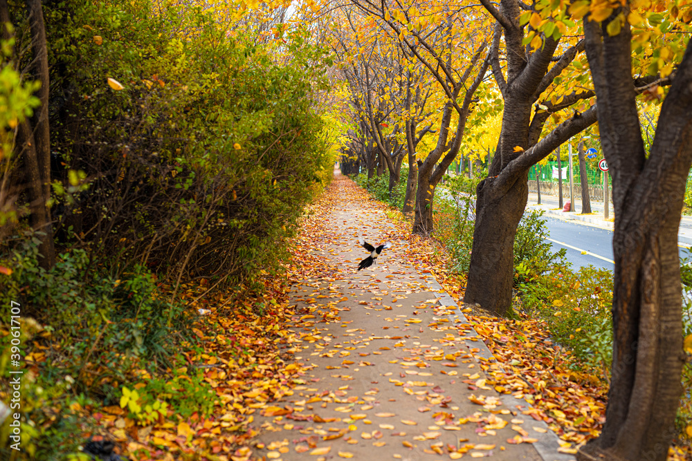 Fototapeta premium 오솔길