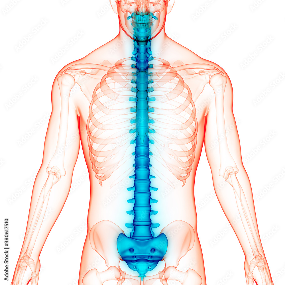 Spinal Cord Vertebral Column of Human Skeleton System Anatomy Stock ...