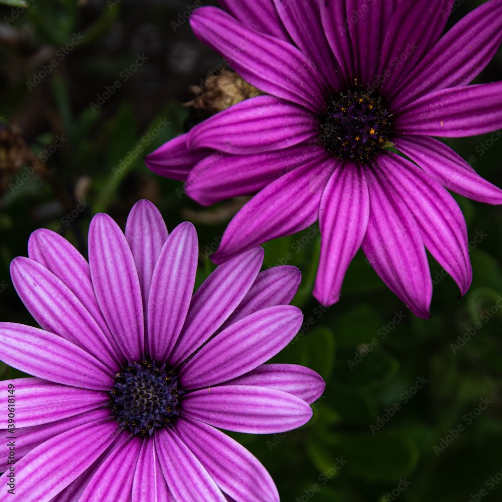 Close up of  Daisy flowers in full bloom, Spring Flowers