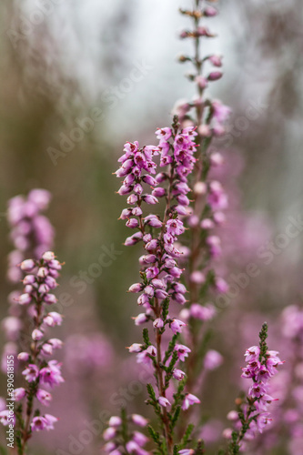 flower pink