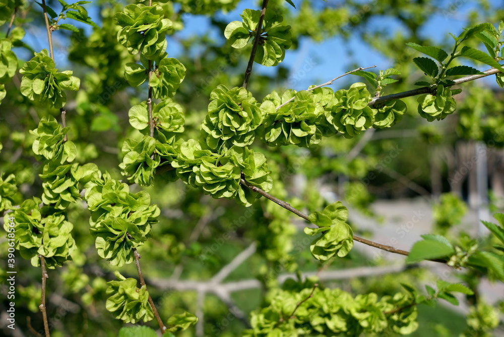 Spring flowering cherry and apple trees in the city Spring flowering cherry and apple trees in the city