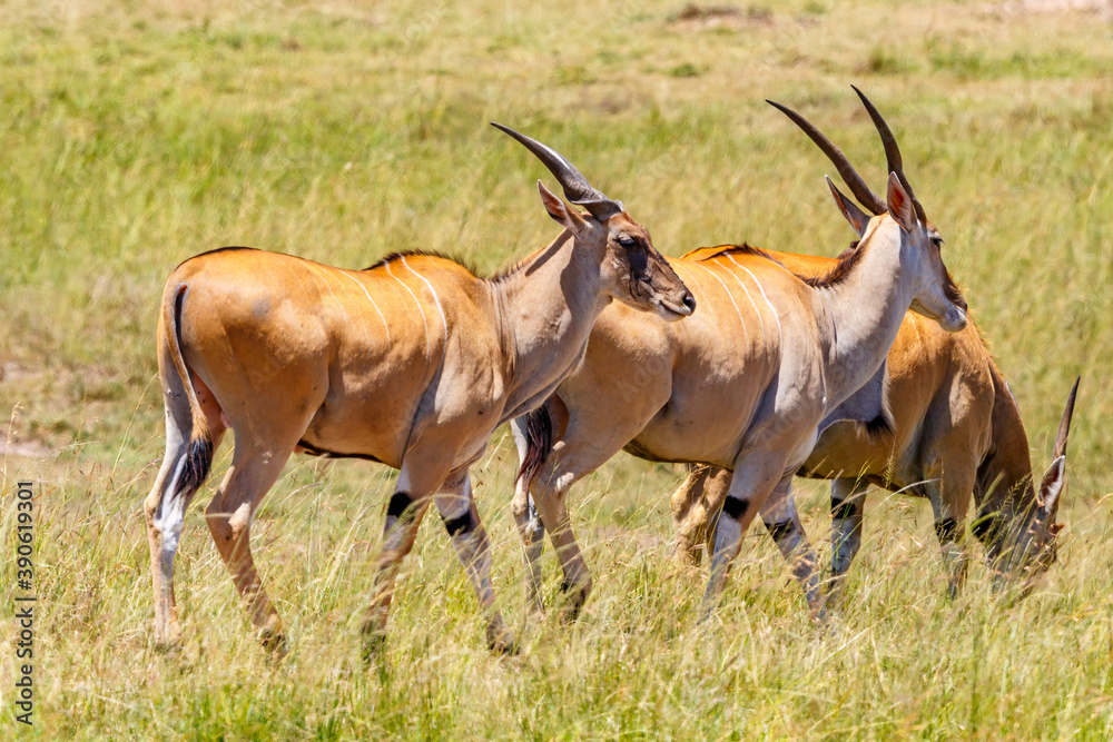 Walking Eland antelopes on the African savanna