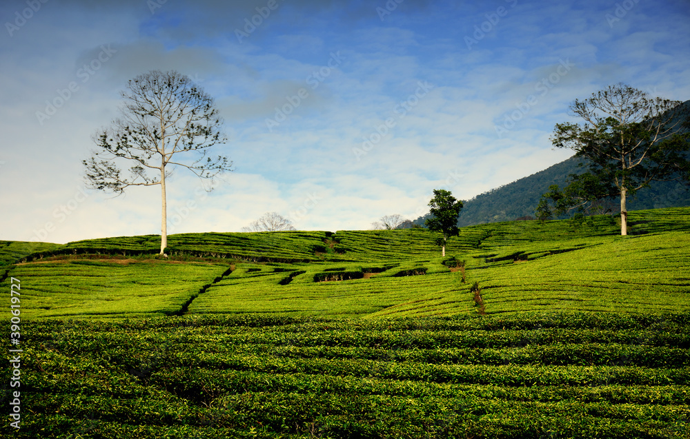 tea farm in the morning tea farm in the morning