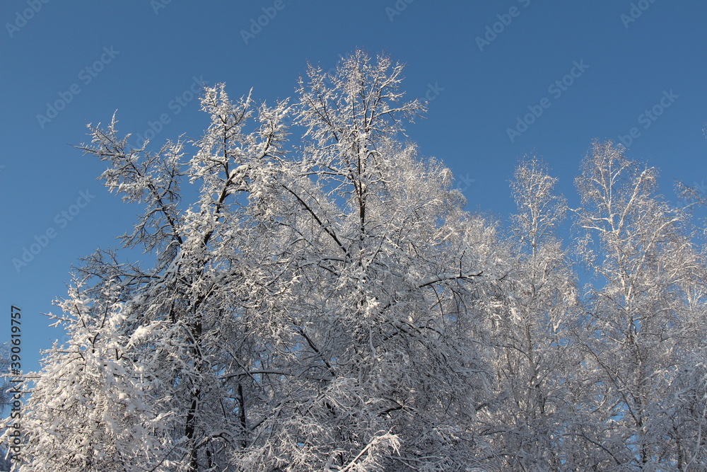 Trees in winter. Branches with snow on blue sky Trees in winter. Branches with snow on blue sky