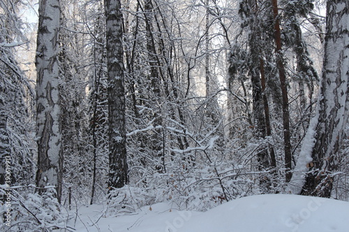 Forest in winter. Trees in snow. Winter landscape