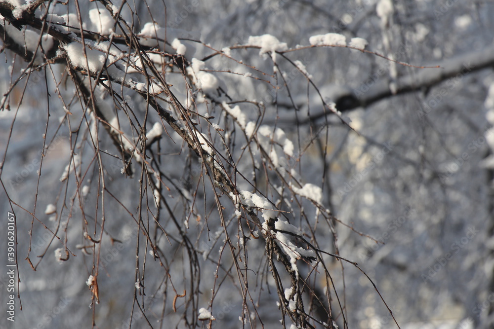 Trees in winter. Branches with snow Trees in winter. Branches with snow