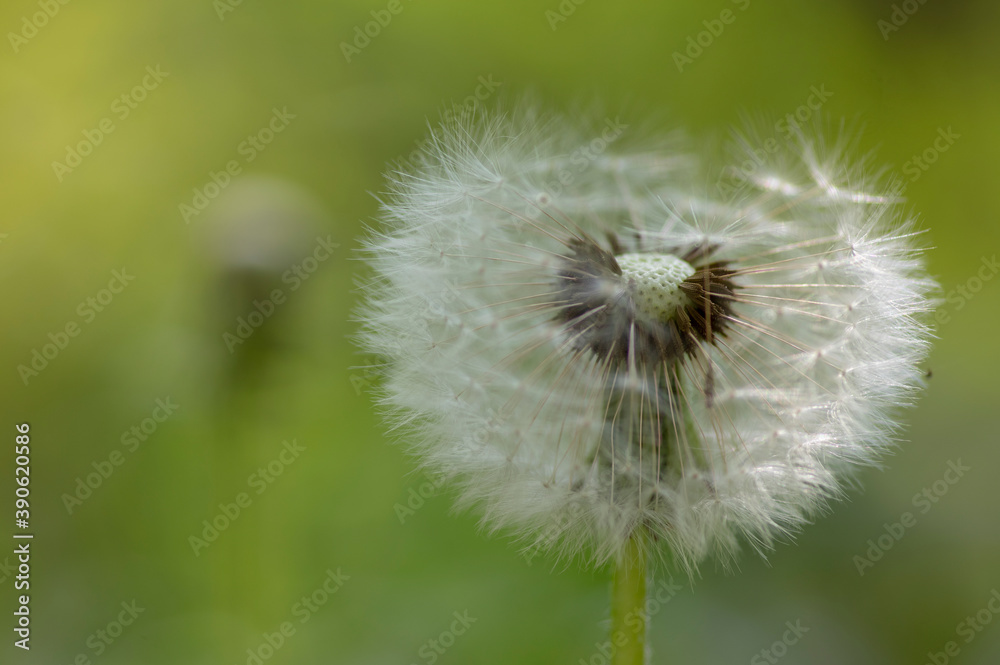 Common dandelion Taraxacum officinale faded flowers looks like snow ball, ripe cypselae fruits Common dandelion Taraxacum officinale faded flowers looks like snow ball, ripe cypselae fruits