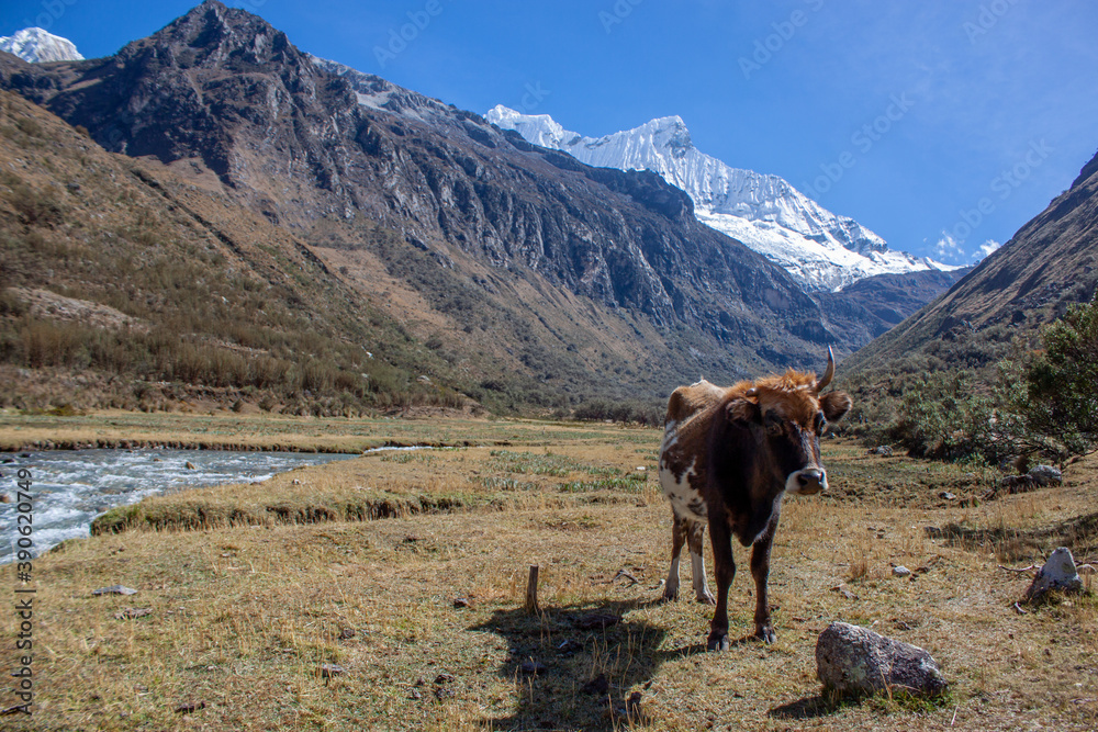 A bull inside huascaran national park during the trail to lagoon 69, Huaraz - Peru A bull inside huascaran national park during the trail to lagoon 69, Huaraz - Peru
