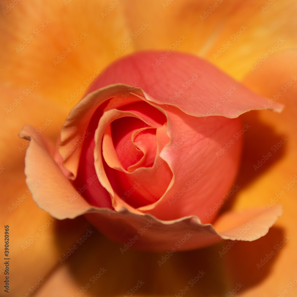 Close of Joey Rose in bloom, spring Close of Joey Rose in bloom, spring