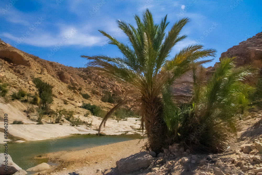 river in the mountains, A palm tree beside the river, a clear sky, Algeria Aïn Errich The tourist area is Gamrah river in the mountains, A palm tree beside the river, a clear sky, Algeria Aïn Errich The tourist area is Gamrah
