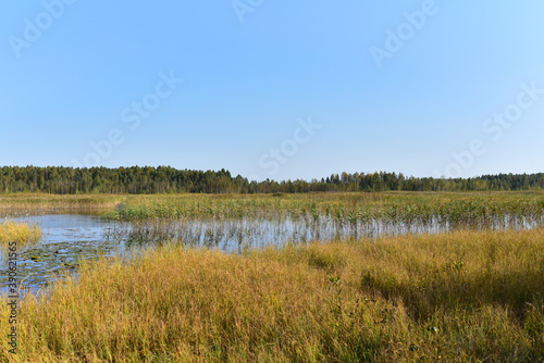Wetlands in the most beautiful places of the wild. Swamp water landscape. Wildlife background. Small lake in the forest with trees in the summer time.