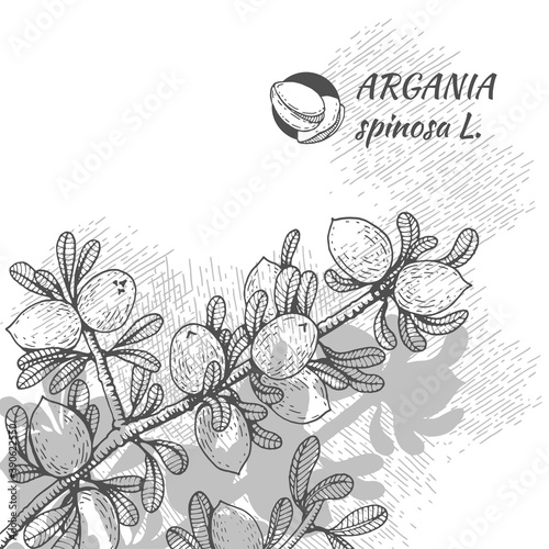 Background of tree branch argans with fruits, nuts argans in a skin. Illustration is drawn by hand in the style of graphics, for use in packaging design or printing design. Drawing in grayscale.