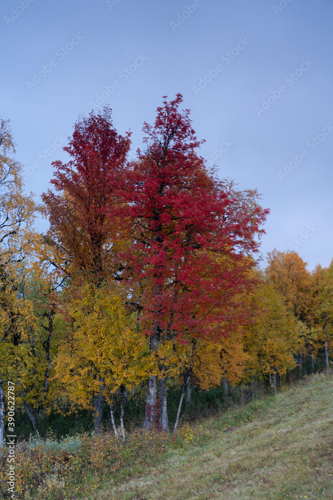 Fototapeta premium Autumn in Norway