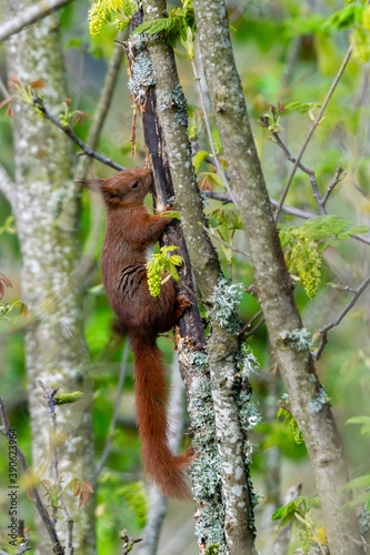 portrait of red squirrel in the tree