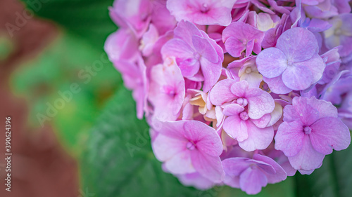 Fototapeta Naklejka Na Ścianę i Meble -  Purple Flower Blossom