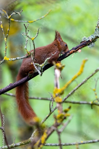 portrait of red squirrel in the tree © NAEPHOTO