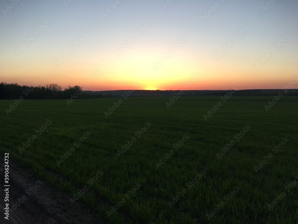 sunset in the field