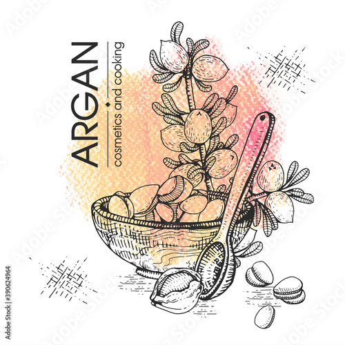 Composition with branch argan tree with fruits, nuts argans, leaves and accessories Detailed hand-drawn sketches, vector botanical illustration. photo