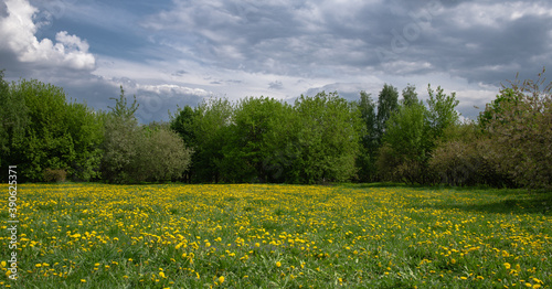Field with bright spring dandelions