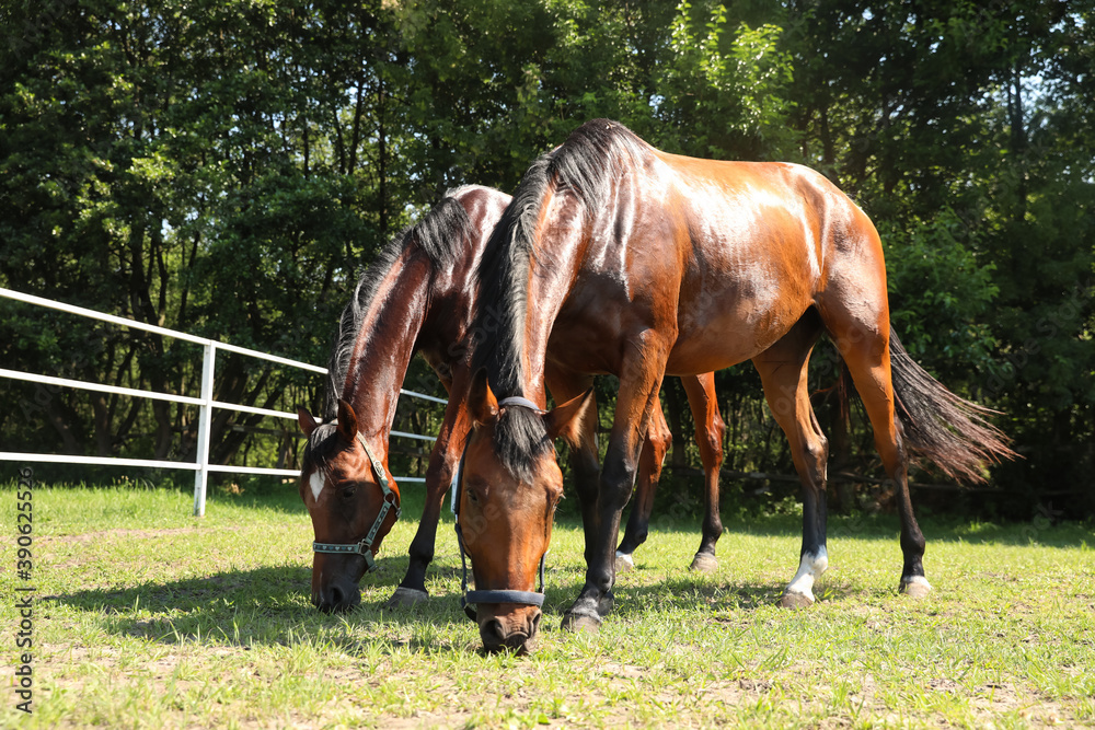 Obraz premium Bay horses in paddock on sunny day. Beautiful pets
