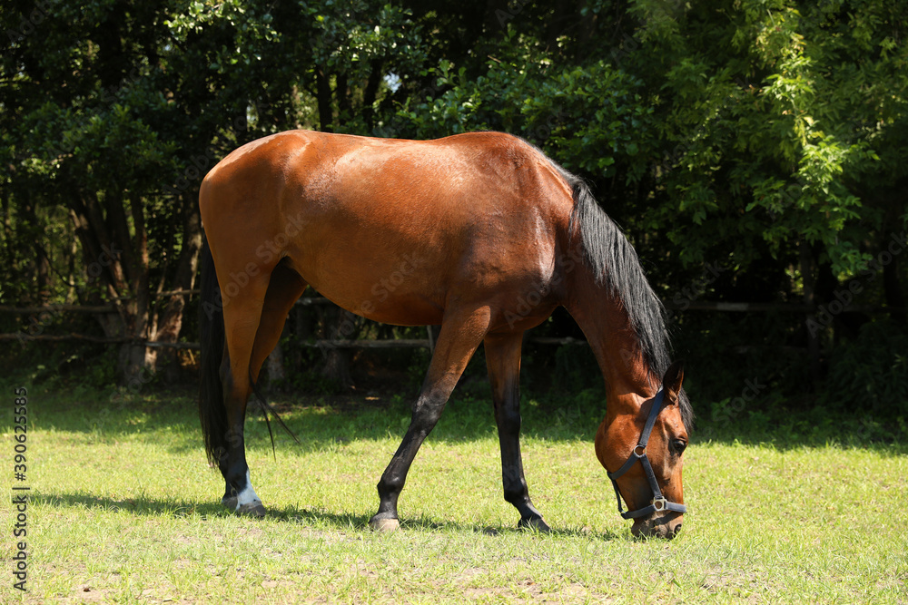 Fototapeta premium Bay horse in paddock on sunny day. Beautiful pet