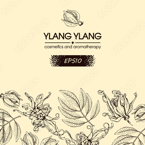 Background with flowers and leaves of ylang-ylang. Detailed hand-drawn sketches, vector botanical illustration.