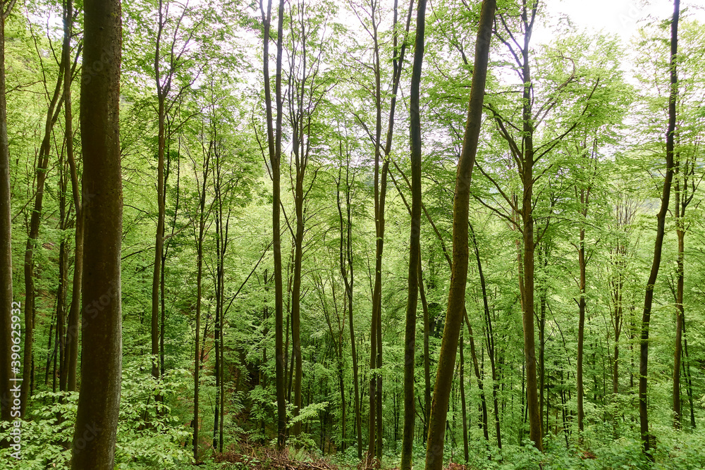 Grüner Laubwald Grüner Laubwald