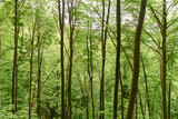 Frischer grüner Laubwald