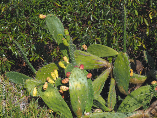 Prickly pear cacti with red ripe figs outside