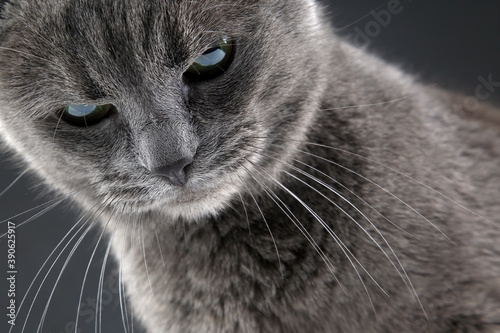 studio portrait of a beautiful grey cat on grey background