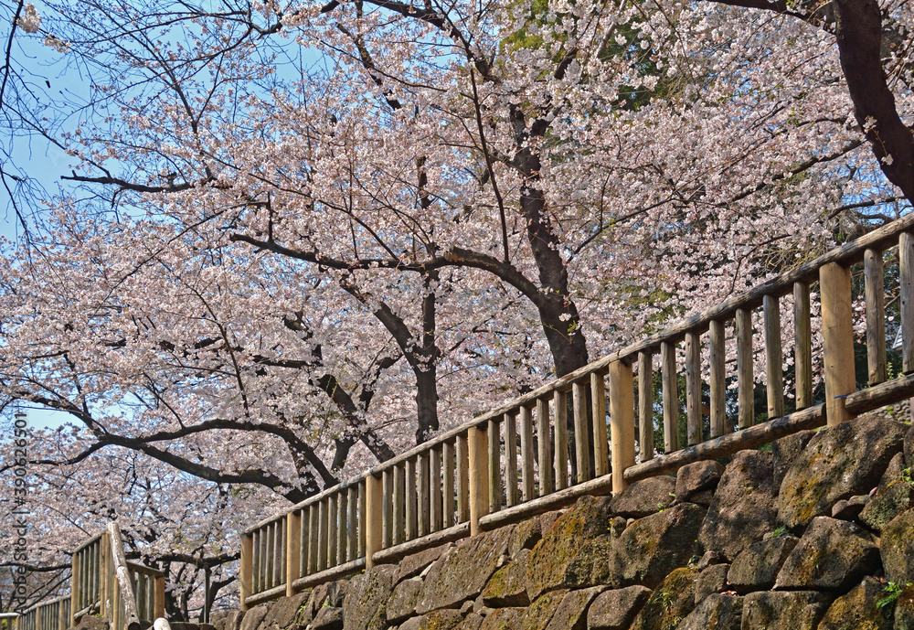 音無親水公園 音無親水公園